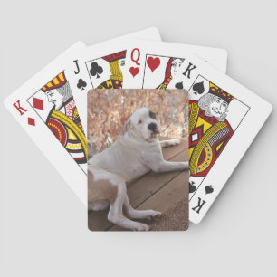 Baralho Placas de Reprodução de Cachorro de Porch Pitbul