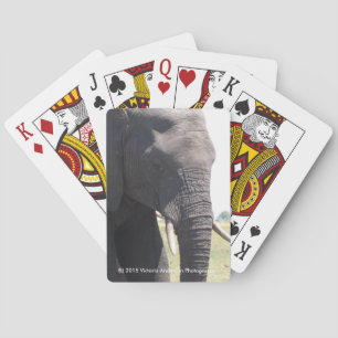 Baralho Placas de Reprodução de Elefante