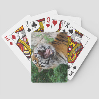 Baralho Placas Tigre