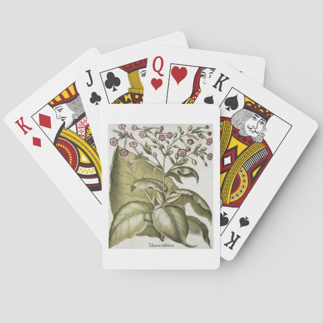 Baralho Plantas de cigarro, da "Hortus Eystettensis" por B (Verso)