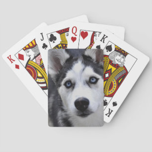 Baralho Plataforma do filhote de cachorro de cartões ronc