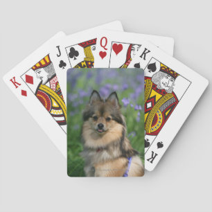 Baralho Pomeranian na grama