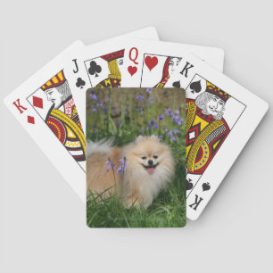 Baralho Pomeranian que está de vista a câmera