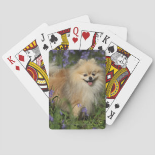 Baralho Pomeranian que olha a câmera nos Bluebells