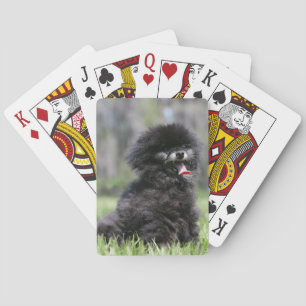 Baralho Pomeranian superior preto