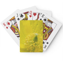 Poppy amarelo oriental