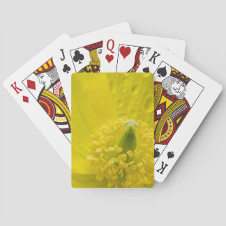 Baralho Poppy amarelo oriental