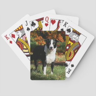 Baralho Posição do outono de border collie