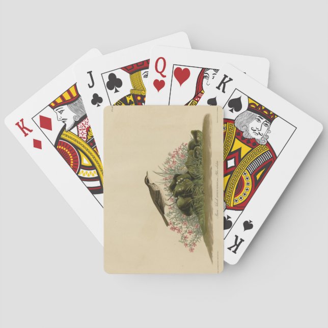 Baralho Prairie Titlark (Pipit) Audubon's Birds of America (Verso)