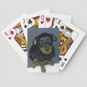 Baralho Precioso Rottweiler Placas de Reprodução