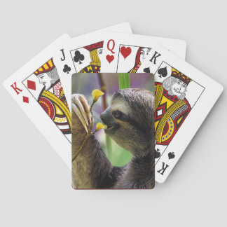 Baralho Preguiça de árvore Três-Toed