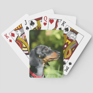 Baralho Preto e Dachshund 3 de Tan Miniture