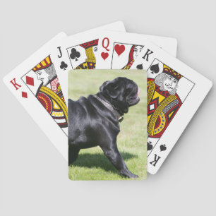Baralho Pug preto que arfa ao andar