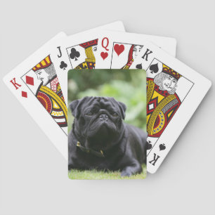 Baralho Pug preto que estabelece