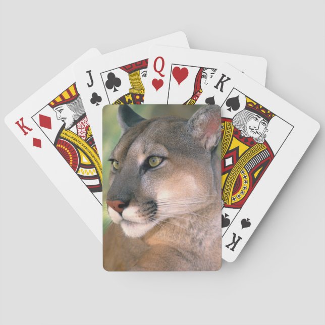 Baralho Puma, Califórnia (Verso)