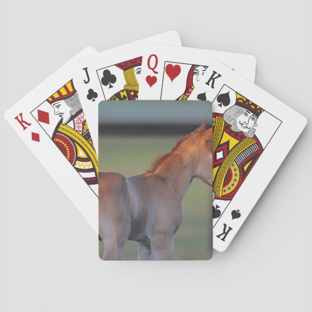 Baralho Quarter Horse Foal (Verso)