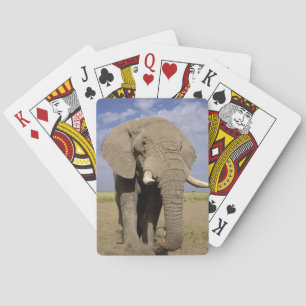 Baralho Quênia: Parque Nacional de Amboseli, elefante mach