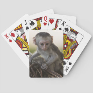 Baralho Quênia, Reserva de Caça Samburu. Macaco Vervet