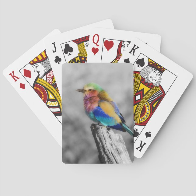 Baralho Rainbow Bird (Verso)