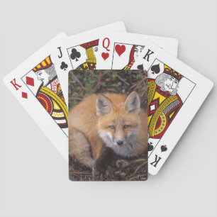 Baralho raposa-vermelha, Vulpes vulpes, em cores de outono