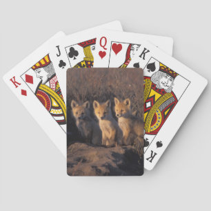 Baralho raposa vermelha, Vulpes vulpes, filhotes