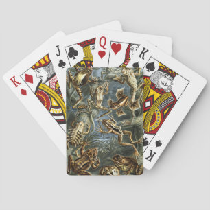 Baralho Rãs e Sapos Vintages Batrachia por Ernst Haeckel