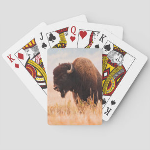 Baralho Rebanho de Bisão Americano (Bison Bison) em Teton