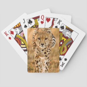 Baralho Retrato de Guepardo (Acinonyx Jubatus), Maasai