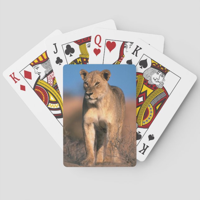 Baralho Retrato de Leoa (Panthera Leo) (Verso)