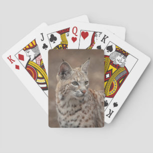 Baralho Retrato de um Bobcat