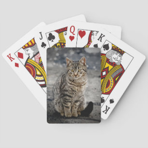 Baralho Retrato de um gato