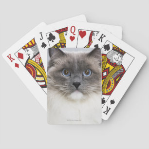 Baralho Retrato do gato de Ragdoll
