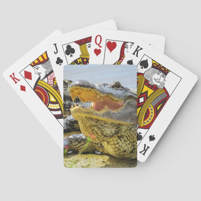 Baralho Retrato do jacaré americano - Cara a cara (Verso)