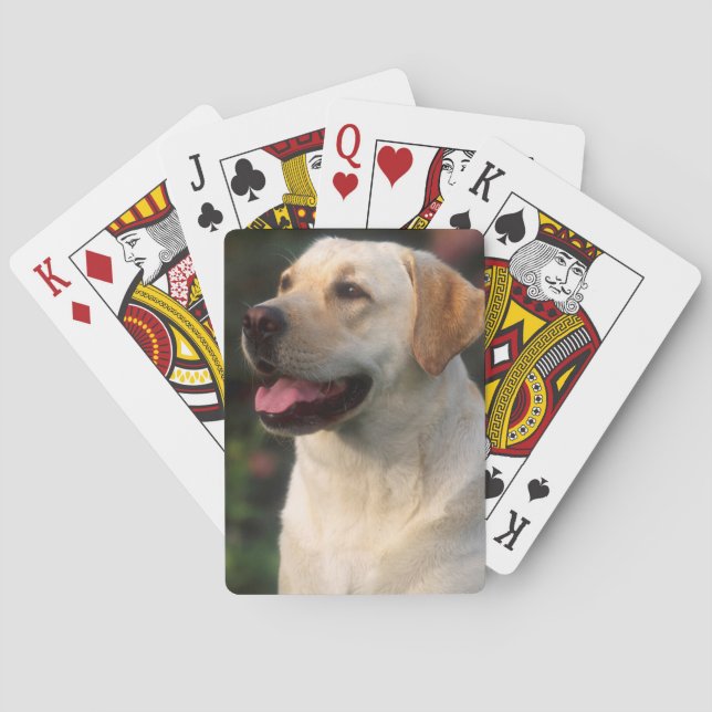 Baralho Retrato do Labrador Retriever, Hilton (Verso)