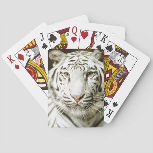 Baralho Rosto branco Tigre