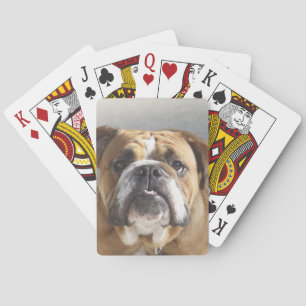 Baralho Rosto de Bulldog - Bulldog Inglês, Brown