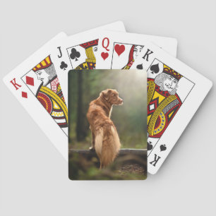 Baralho Rust Retriever da Nova Escócia