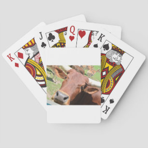 Baralho Safari Brown Cow