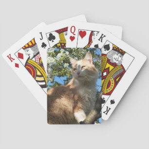 Baralho Sahara Cat Em Placas De Brincadeira Em Árvore