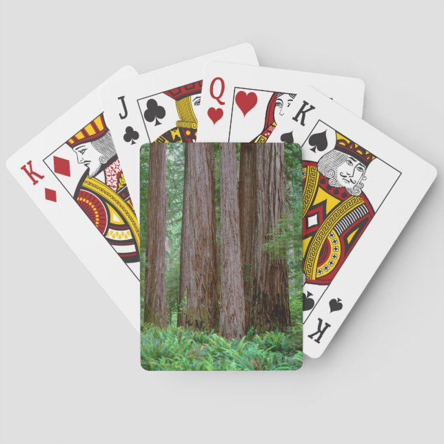 Baralho Sequoias Antiga (Verso)