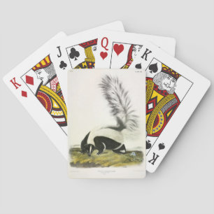 Baralho Skunk Hooded ou Skunk de cauda grande do Audubon