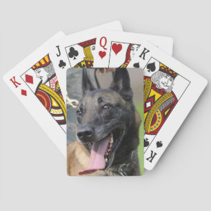 Baralho Sorriso de Cão Malinois Belga