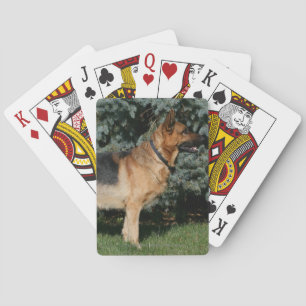 Baralho Suporte da mostra do german shepherd