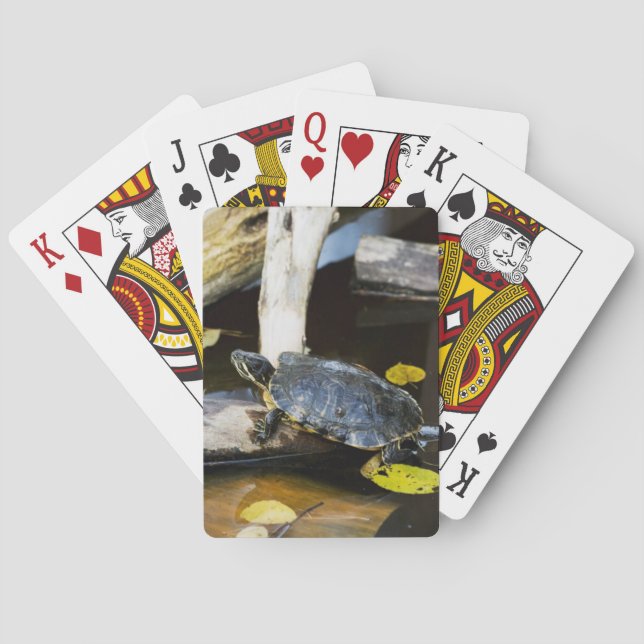Baralho Tartaruga do slider da lagoa no selvagem (Verso)