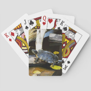 Baralho Tartaruga do slider da lagoa no selvagem