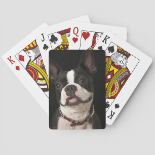 Baralho Terrier de sorriso de Boston com colar