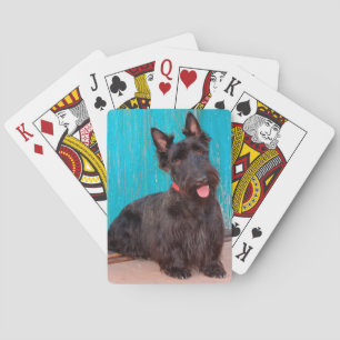 Baralho Terrier Escocês sentado ao lado de uma porta color