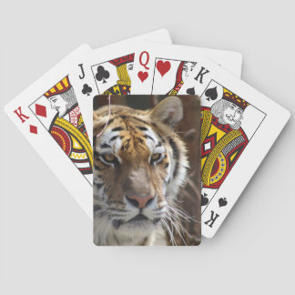Baralho Tigre