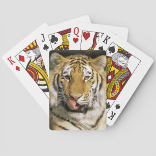 Baralho Tigre Zoológico de Michigan