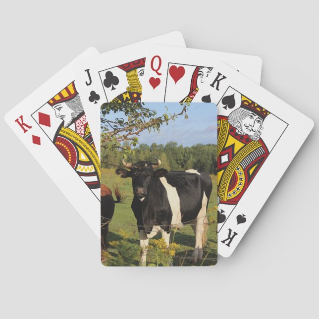 Baralho Tome a Bull pelos chifres (Verso)